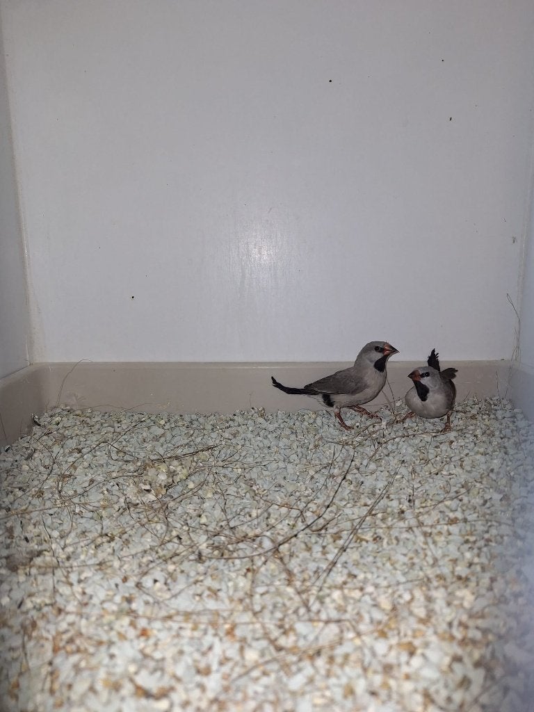 4 Spitsstaartamadines te koop, Dieren en Toebehoren, Meerdere dieren, Tropenvogel, Geringd