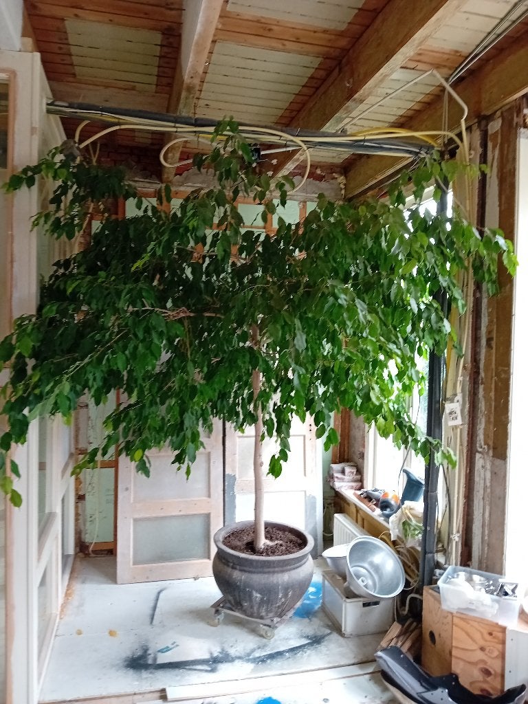 Ficus Benjamin +/- 70 jr oud, 250cm, Ophalen, Ficus, 200 cm of meer, Halfschaduw