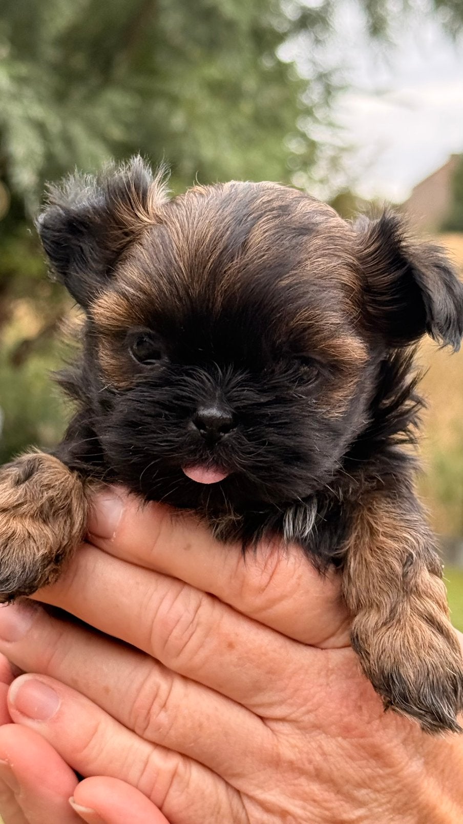 Shih Tzu pupjes, Parvo, België, Overige rassen, 8 tot 15 weken