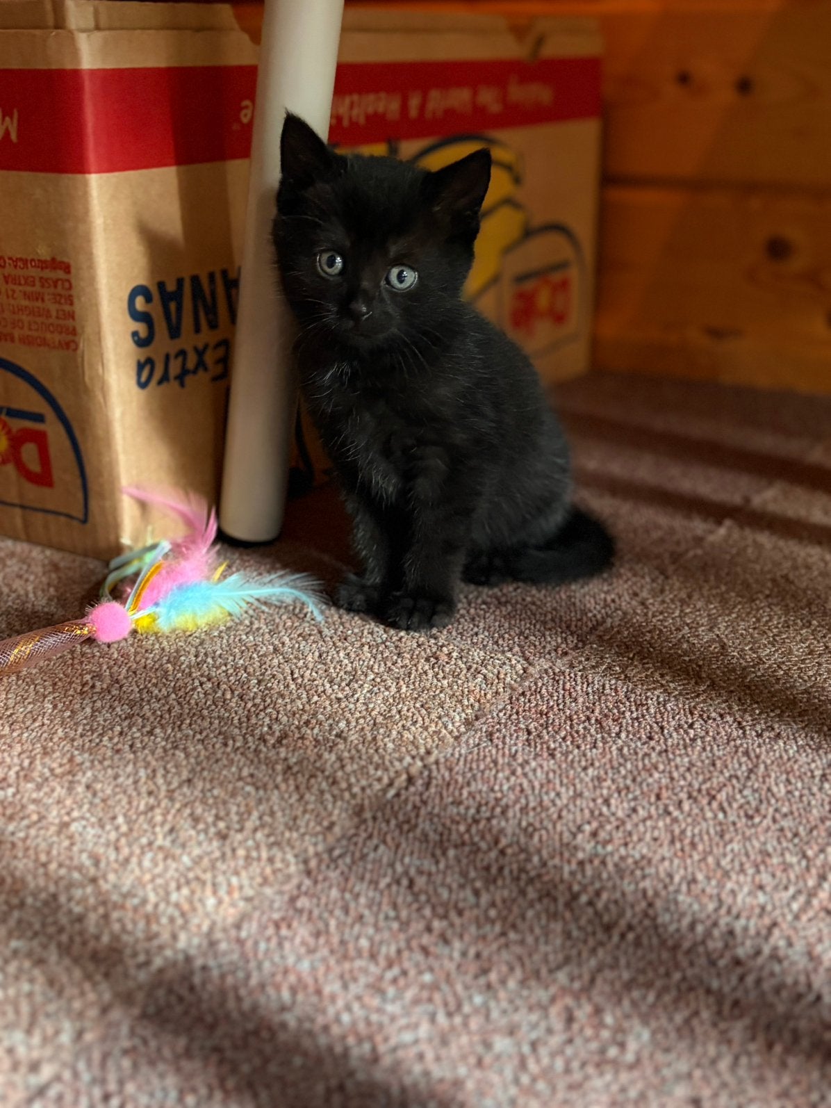 kittens half siamees, Meerdere dieren, Kortharig, 0 tot 2 jaar
