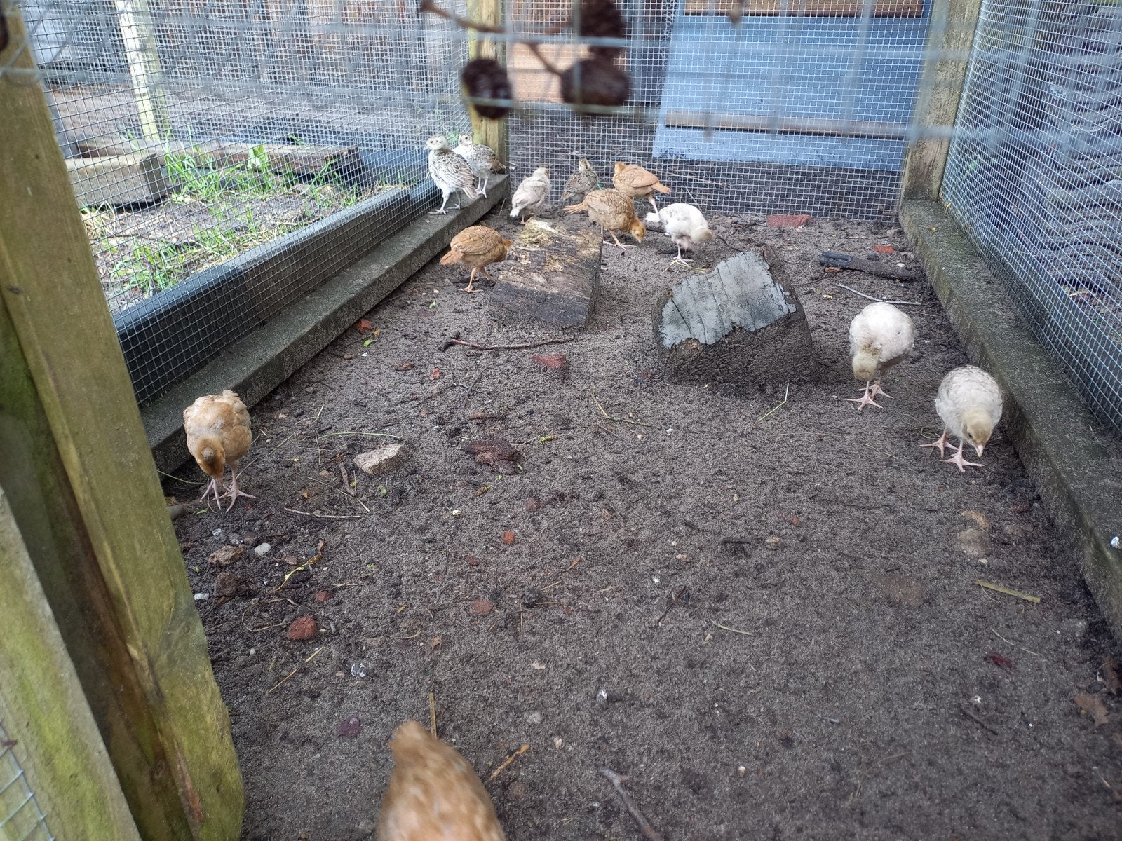 Fazanten kuikens, Meerdere dieren