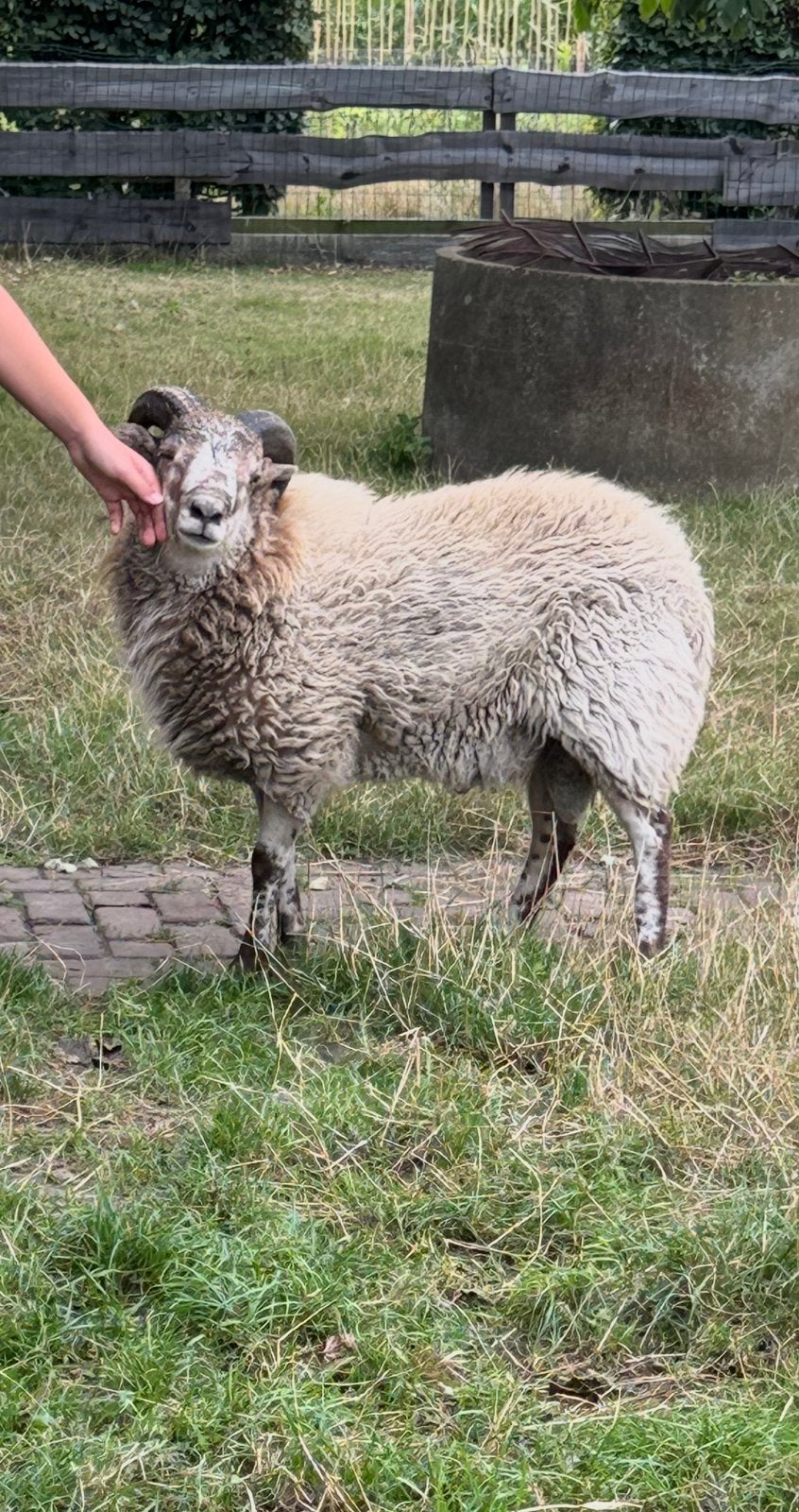 Ontzettend lieve Drentse heideschaap, Mannelijk, Schaap