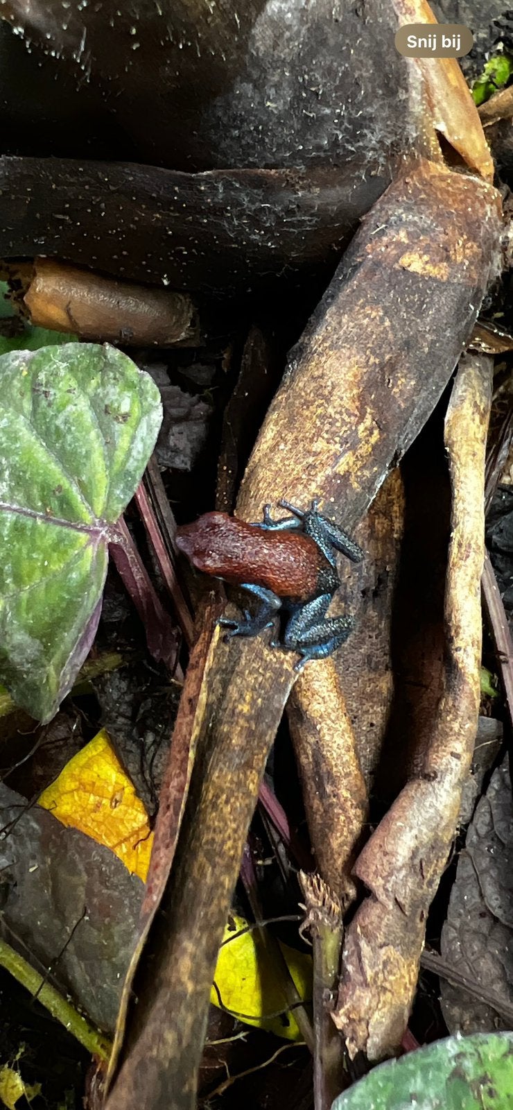 Oophaga pumilio aguacate 0.0.3, Dieren en Toebehoren, Reptielen en Amfibieën, Amfibie, 0 tot 2 jaar