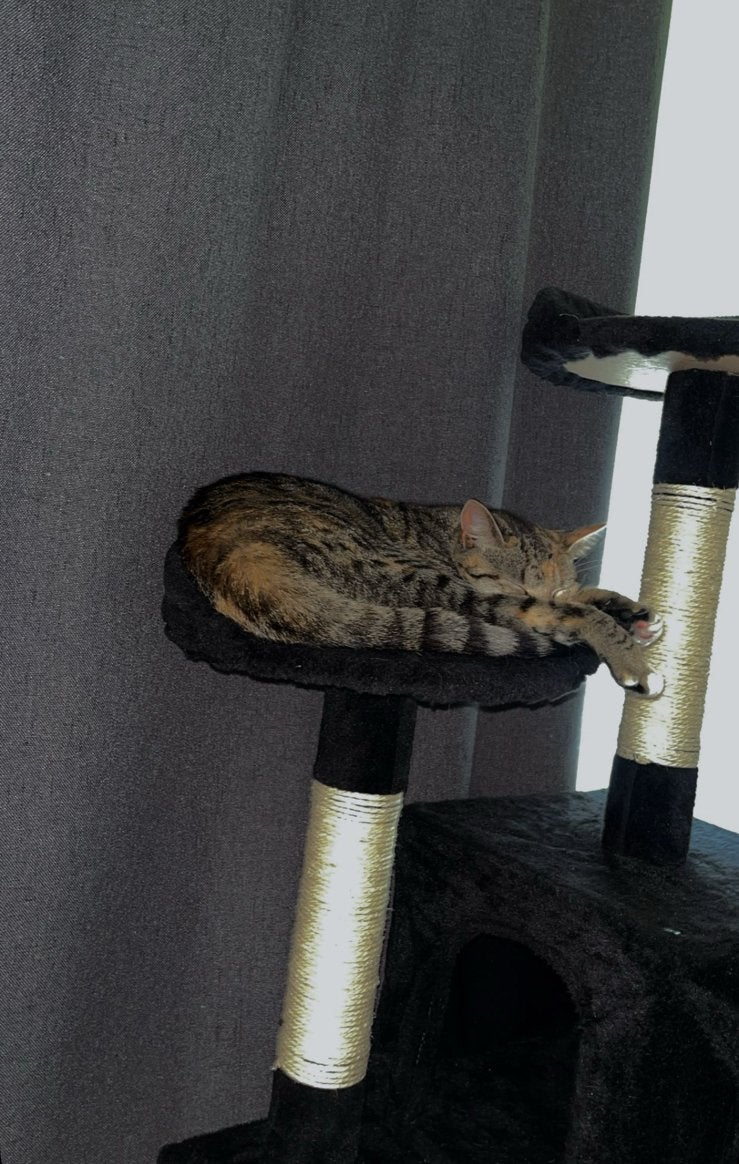 Poes zoekt een goud mandje, Dieren en Toebehoren, Katten en Kittens | Raskatten | Korthaar, Poes, Gechipt, 0 tot 2 jaar