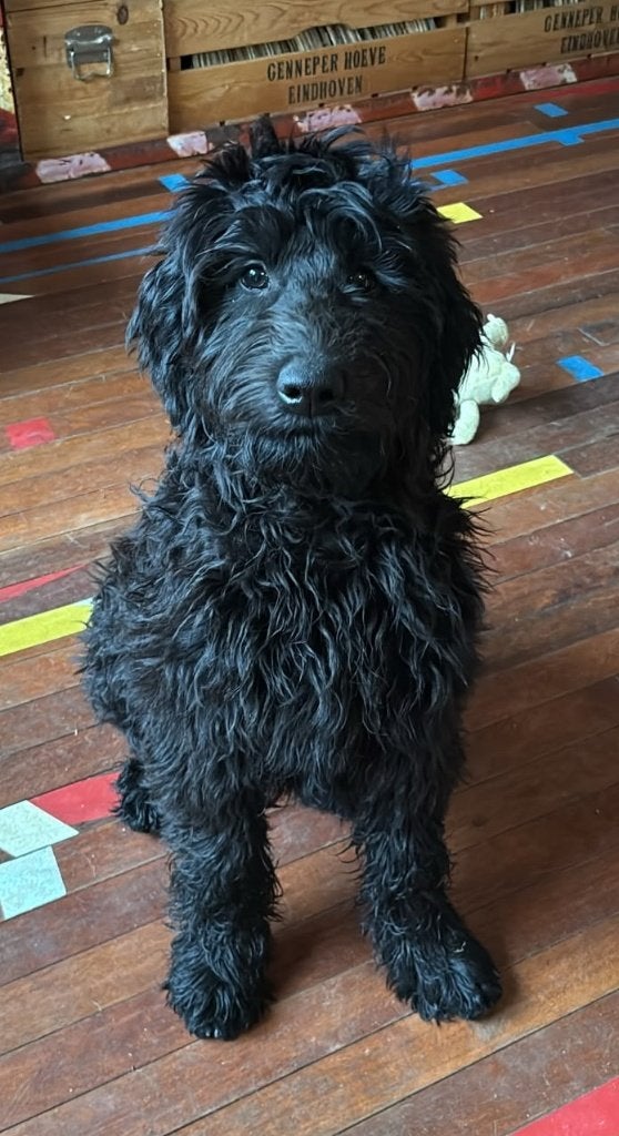 Labradoodle  X Australian Goldendoodle /Double Doodle, Reu, CDV (hondenziekte), 8 tot 15 weken, Eén hond