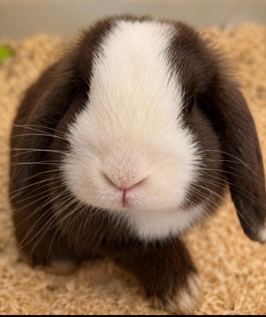 Minilops, Dieren en Toebehoren, Konijnen, Dwerg, Meerdere dieren, 0 tot 2 jaar, Hangoor