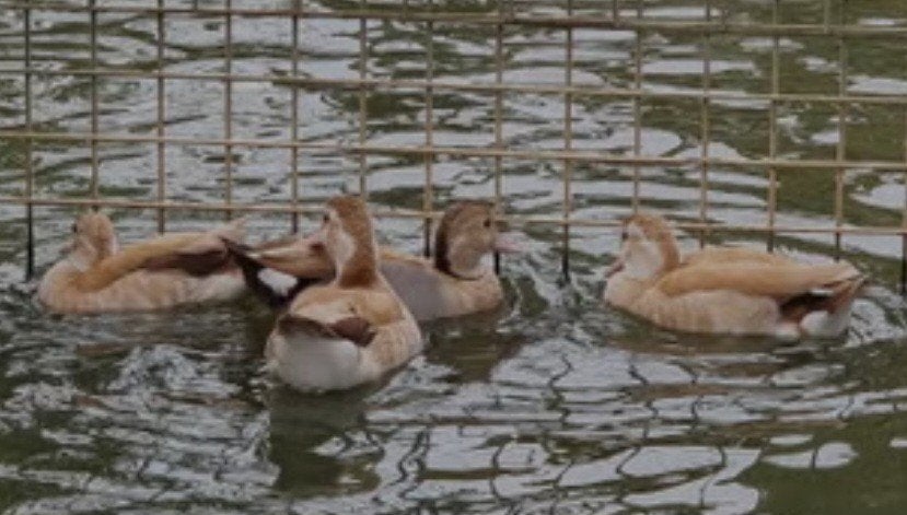 te koop 7 jonge roodschouder talingen waarvan 2 blond, Meerdere dieren, Kip