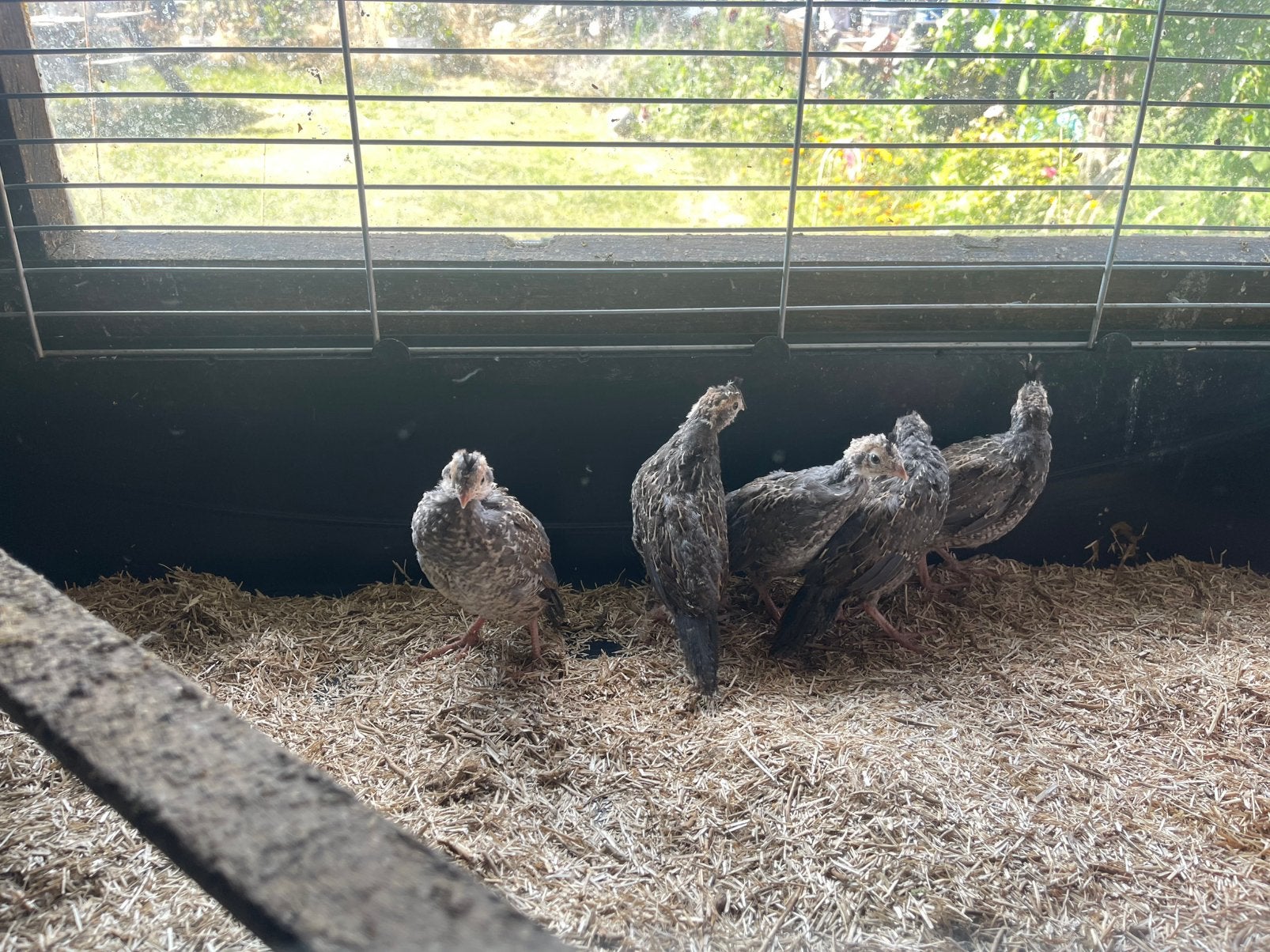 Califonische kuifkwartels  03-06-2026, Dieren en Toebehoren, Pluimvee, Kip, Geslacht onbekend
