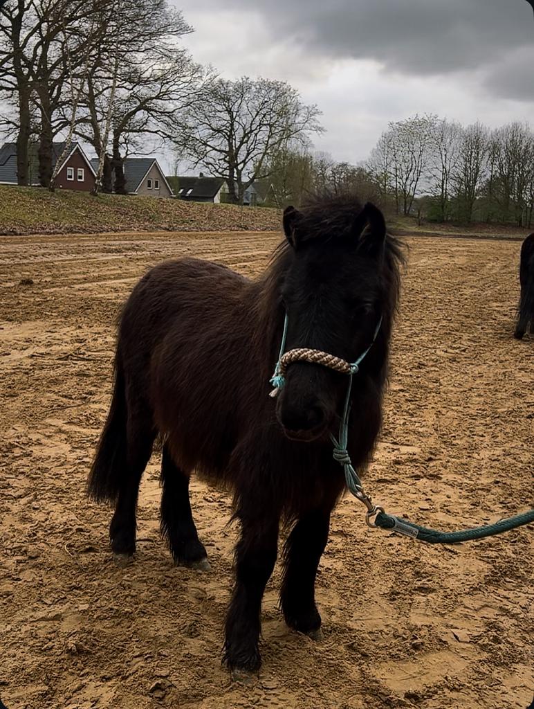 Leuke shetlander jaarling hengst te koop!, Dieren en Toebehoren, Pony's, Hengst, Niet van toepassing, A pony (tot 1.17m), Recreatiepony