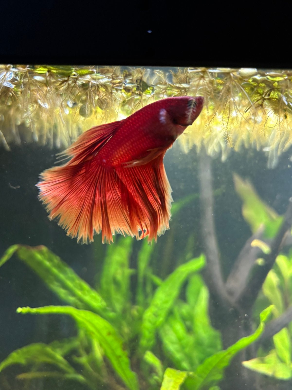 Betta (aquarium) te koop!, Dieren en Toebehoren, Vis, Zoetwatervis