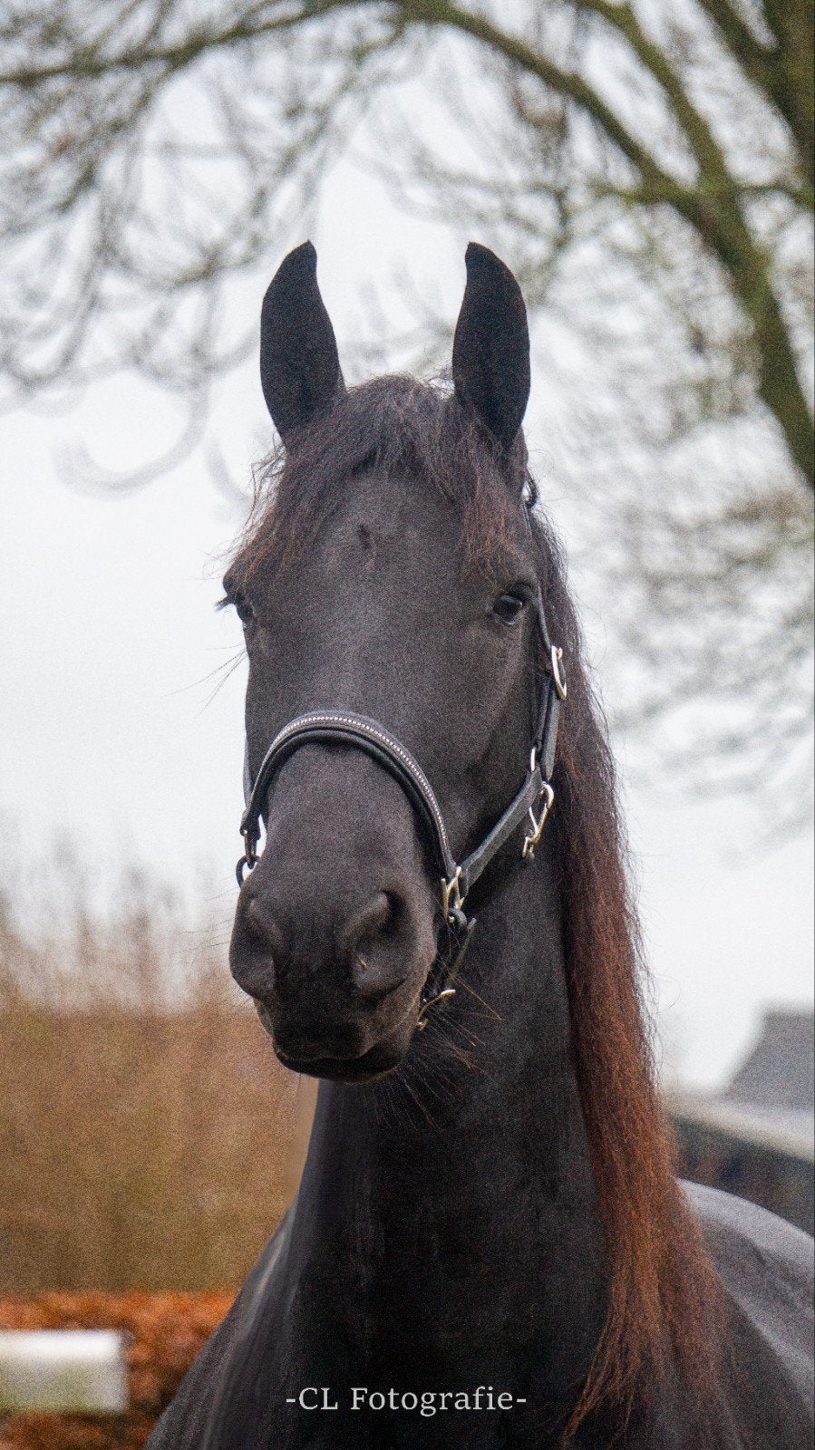 Drachtige  6 jarige Stermerrie en 1 jarige NMPRS hengst, Dieren en Toebehoren, Merrie, 3 tot 6 jaar, Met stamboom, B