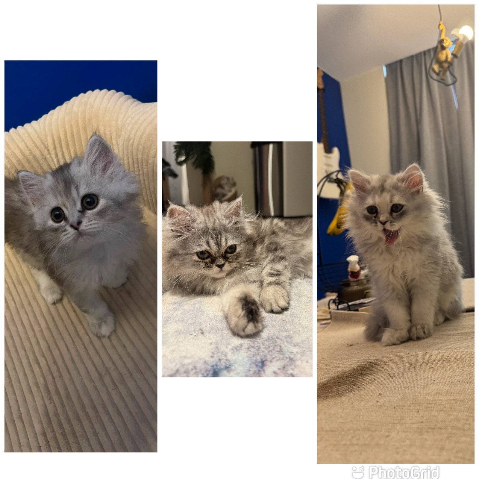 Langharige Perzische zilverchinchilla kittens, Kater, Ontwormd