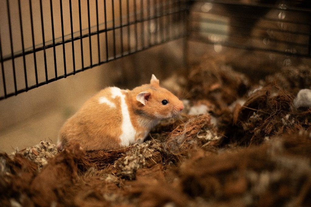 Goudhamsters | Jonge hamsters | Goed tam te maken, Dieren en Toebehoren, Knaagdieren, Hamster, Juni, Vrouwelijk, Tam