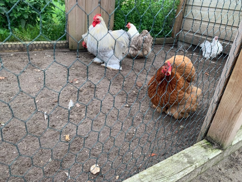 Chocin broedeieren, Geslacht onbekend, Kip