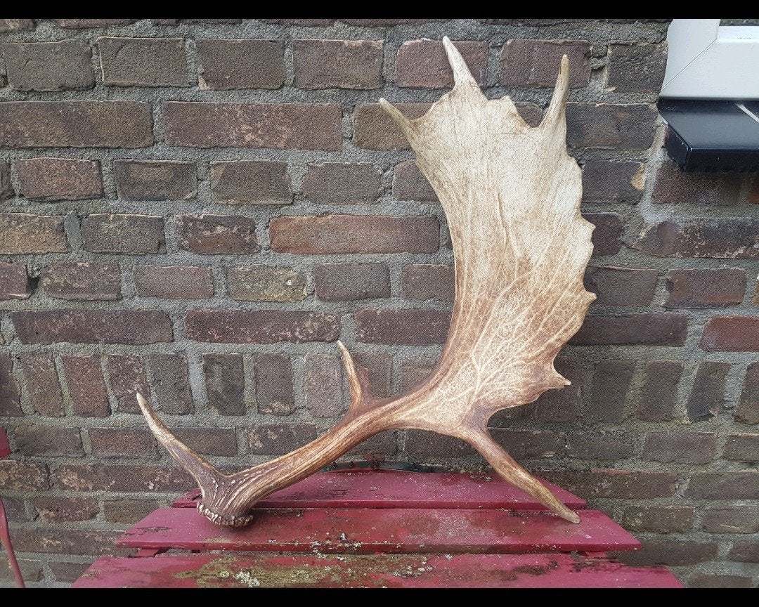 Gigantische collectie met alleen de mooiste Damhert geweien, Ophalen, Zo goed als nieuw, Hert, Gewei of Kop