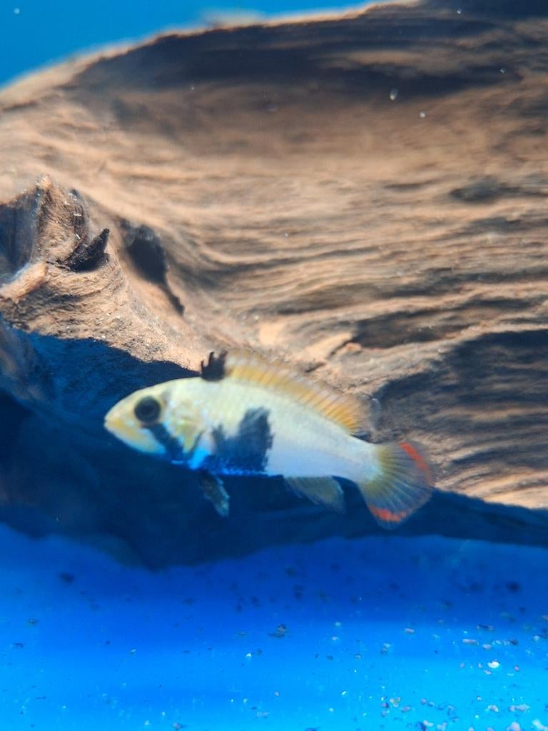 Dwerg ciclide apistogramma panduro aquarium vissen kopen vis, Dieren en Toebehoren, Vissen | Aquariumvissen, Vis