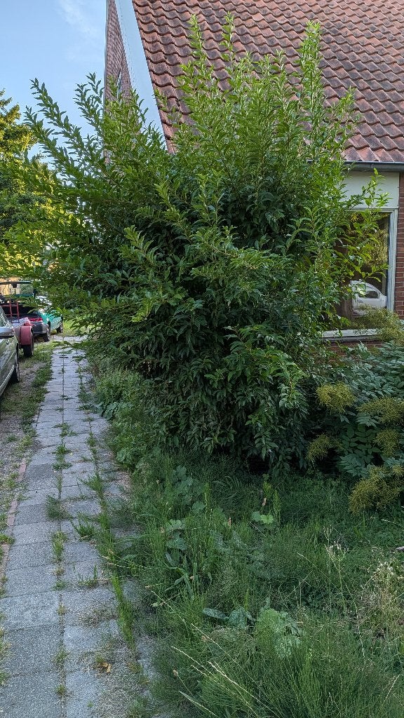 portugese laurier(volgens Google lens), Vaste plant, Bloeit niet, Halfschaduw, Ophalen