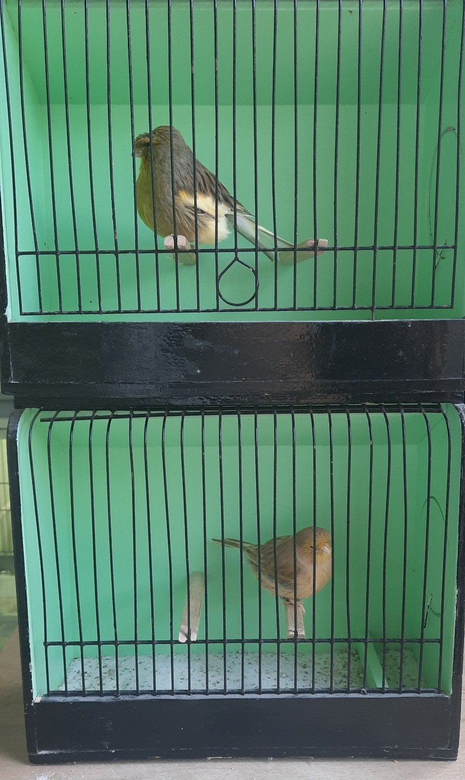 Bewezen koppel gloster kanaries, Dieren en Toebehoren, Vogels | Kanaries, Meerdere dieren, Postuurkanarie