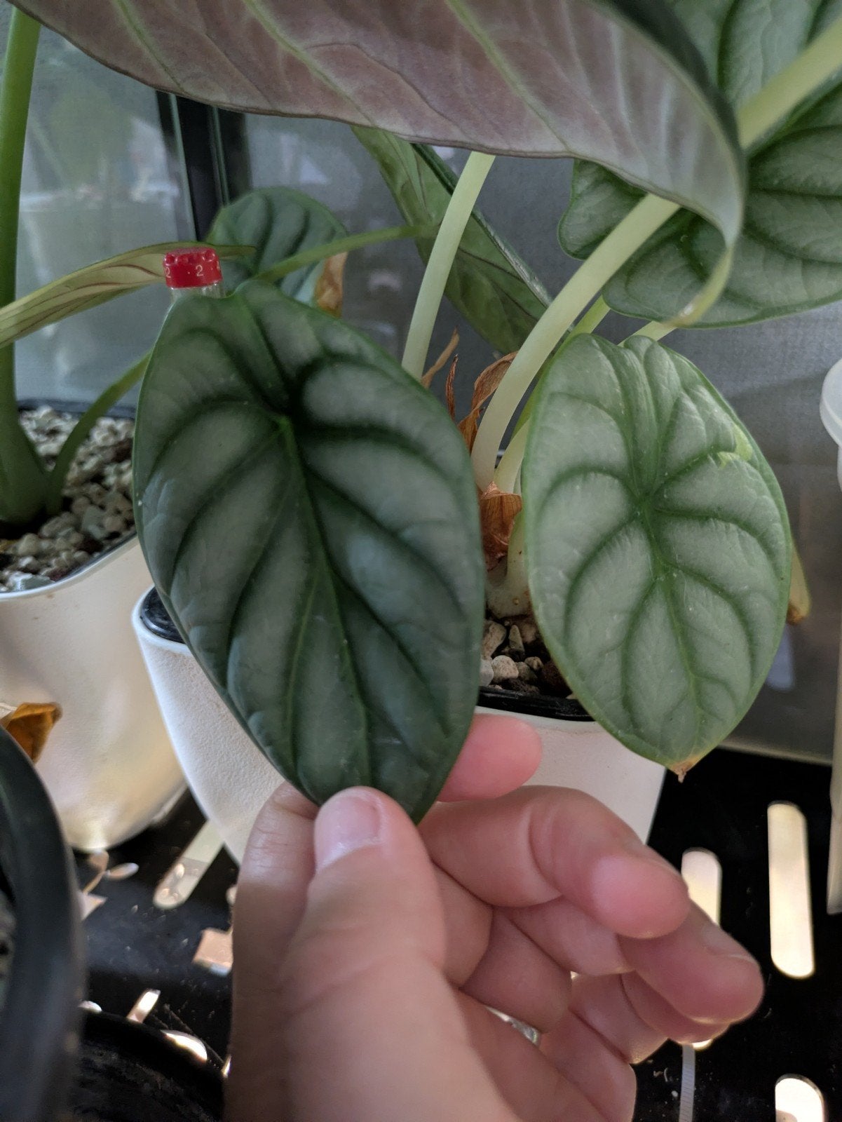 Alocasia Silver Dragon knolletjes, Huis en Inrichting, Kamerplanten, Ophalen of Verzenden, Halfschaduw, Minder dan 100 cm