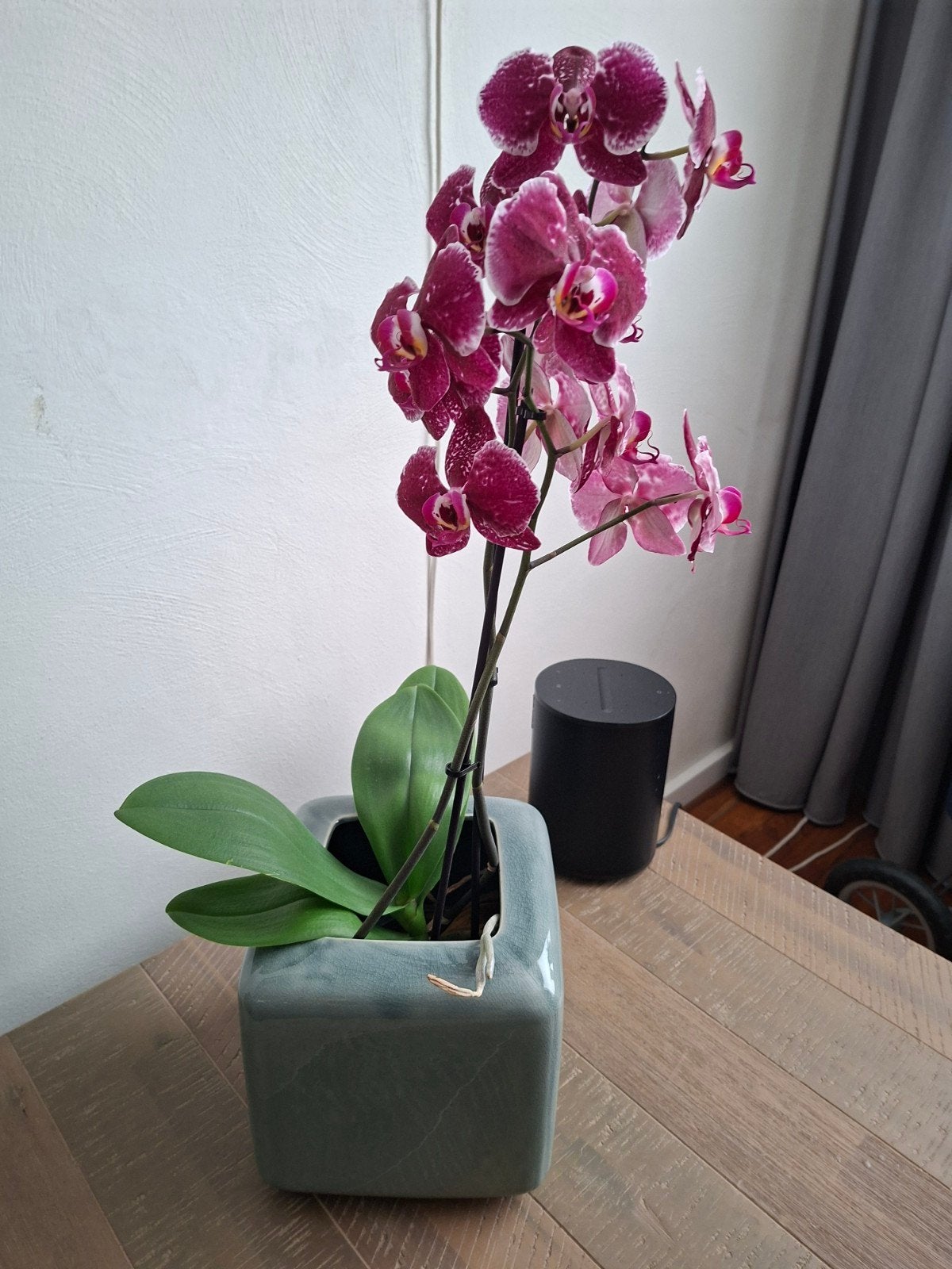 Prachtige Orchidee in Groenige Bloempot, Overige soorten, In pot, Minder dan 100 cm, Bloeiende kamerplant