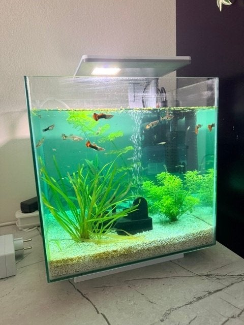 Superfish Qubiq 30 pro Wit, Ophalen, Superfish, Inclusief vissen, Gevuld zoetwateraquarium