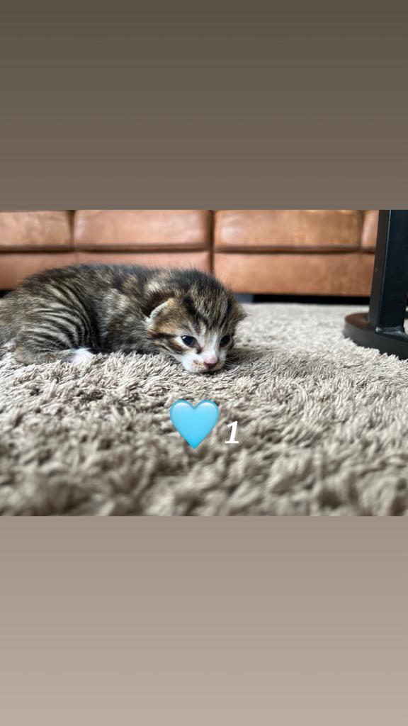 Kittens, Meerdere dieren, Ontwormd, 0 tot 2 jaar