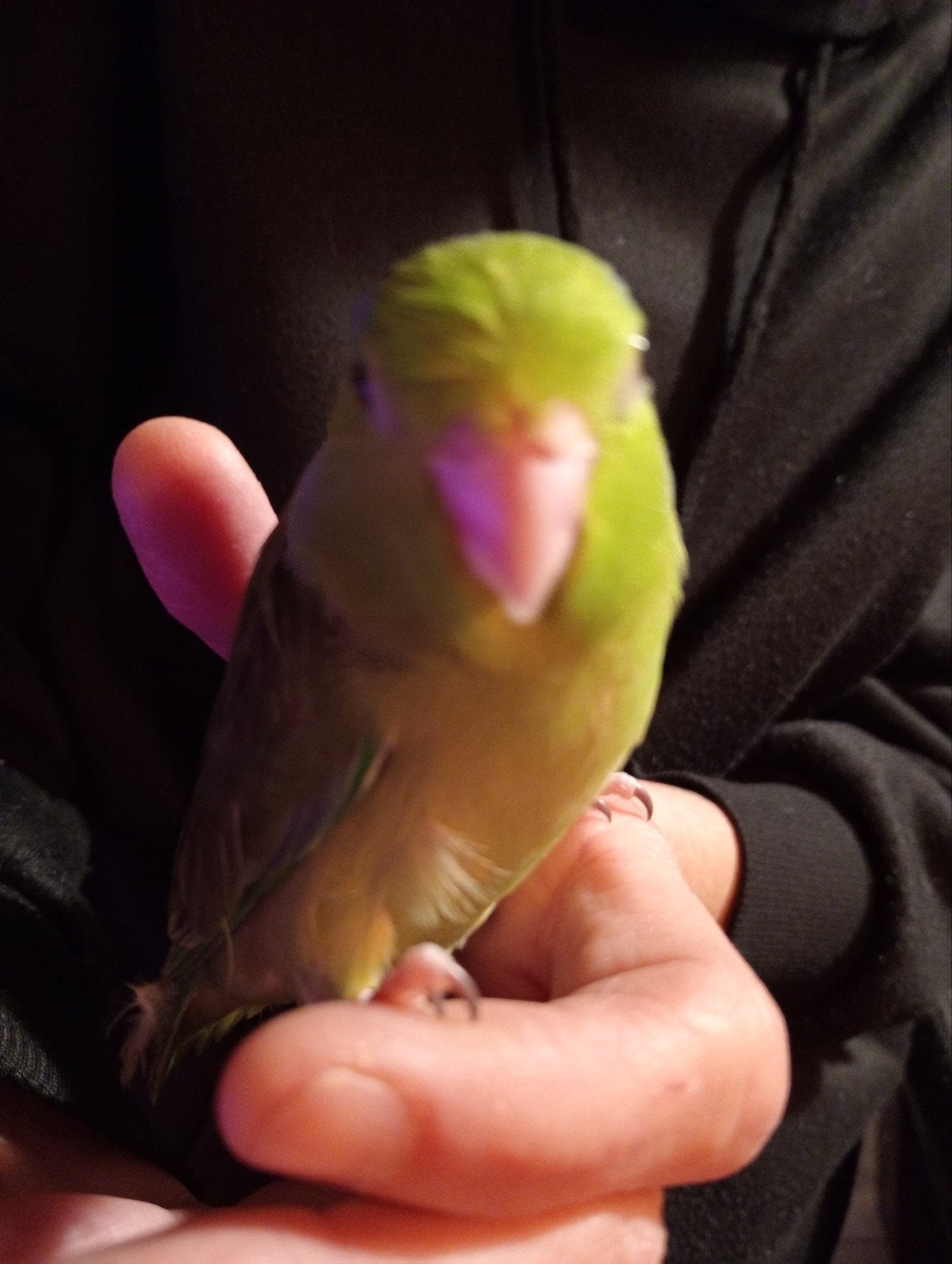 forpussen, Meerdere dieren, Dwergpapegaai of Agapornis, Tam