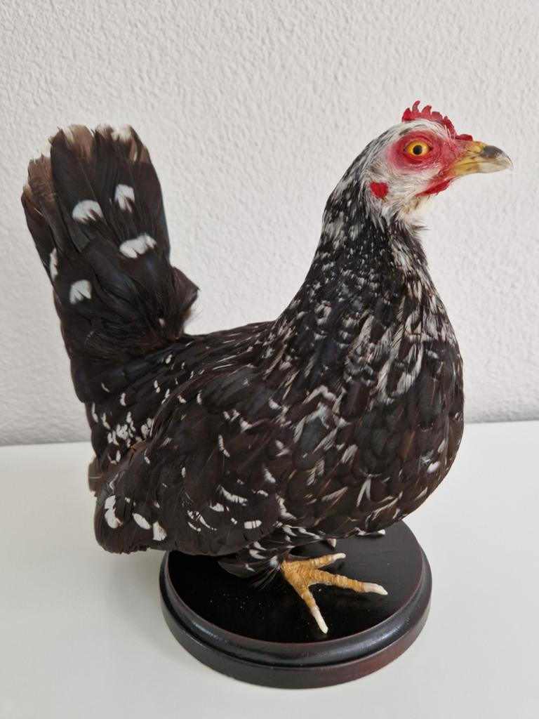 Erg mooie opgezette kip taxidermie, Ophalen of Verzenden, Nieuw, Vogel, Opgezet dier