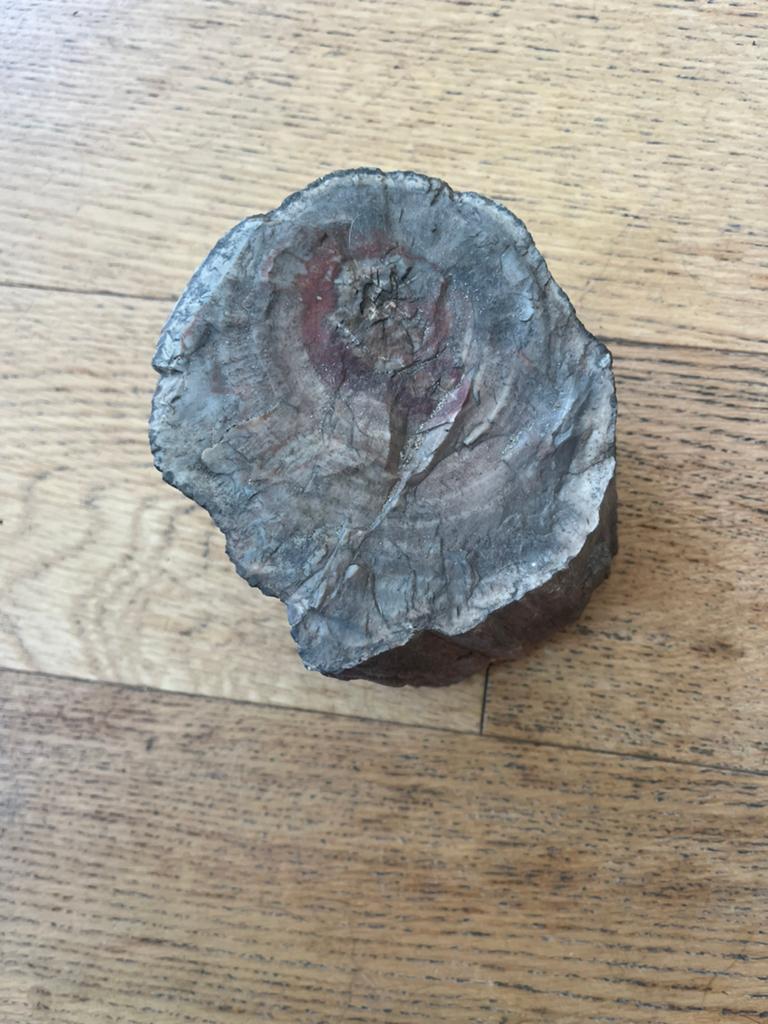 Versteend boom stammetje, Ophalen of Verzenden