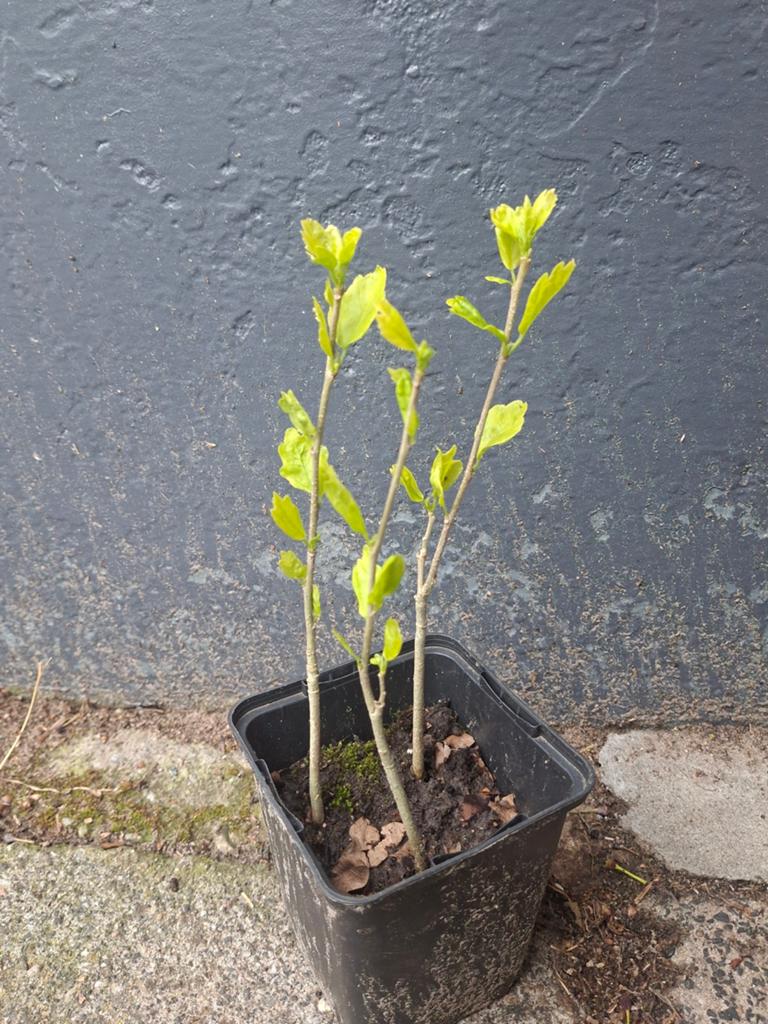 Hibiscus plantjes, Ophalen, 100 tot 250 cm, Overige soorten, Zomer