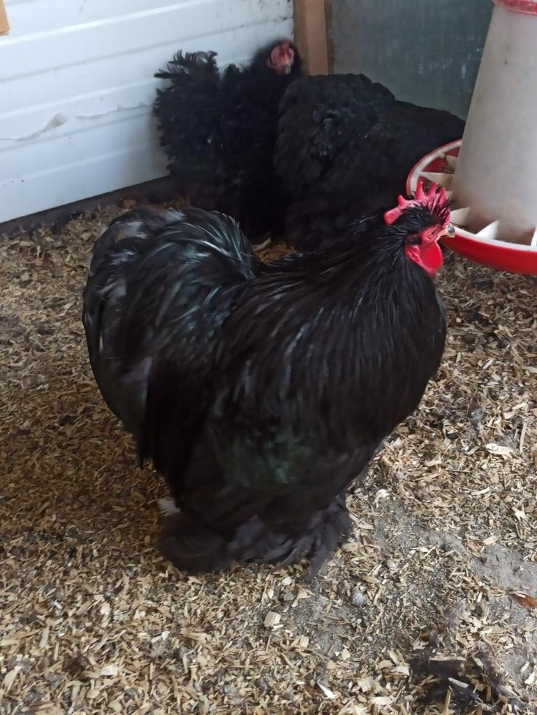 Cochin kriel zwart broedeieren, Dieren en Toebehoren, Pluimvee, Geslacht onbekend, Kip