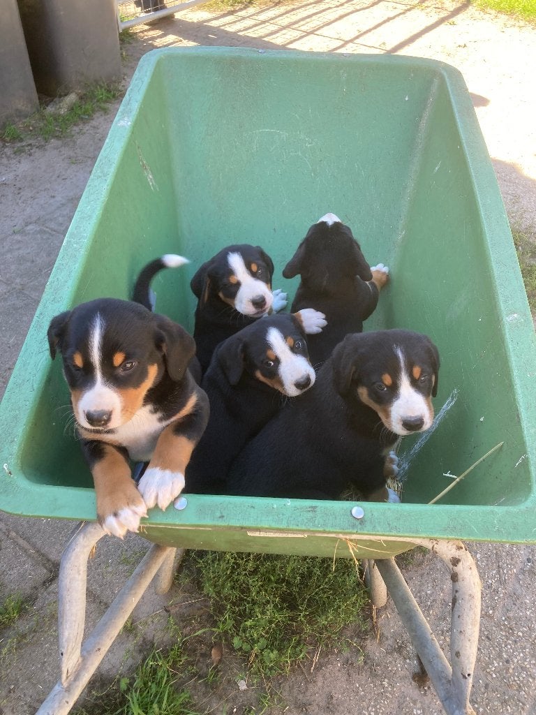 Mooie Appenzeller x Zwitserse Sennen pups, Overige rassen, 8 tot 15 weken, Meerdere, Meerdere dieren