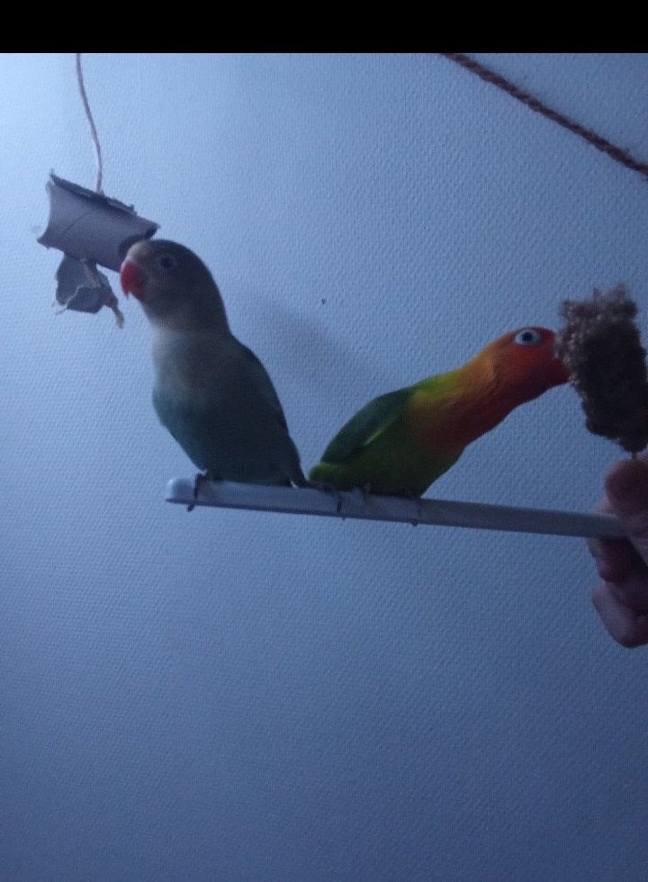 2 lieve agapornissen erg tamm