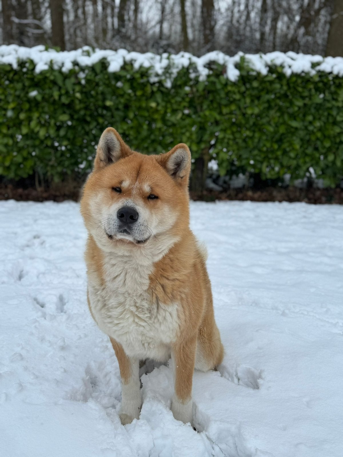Akita Inu reu, België, Particulier, Reu, Groot