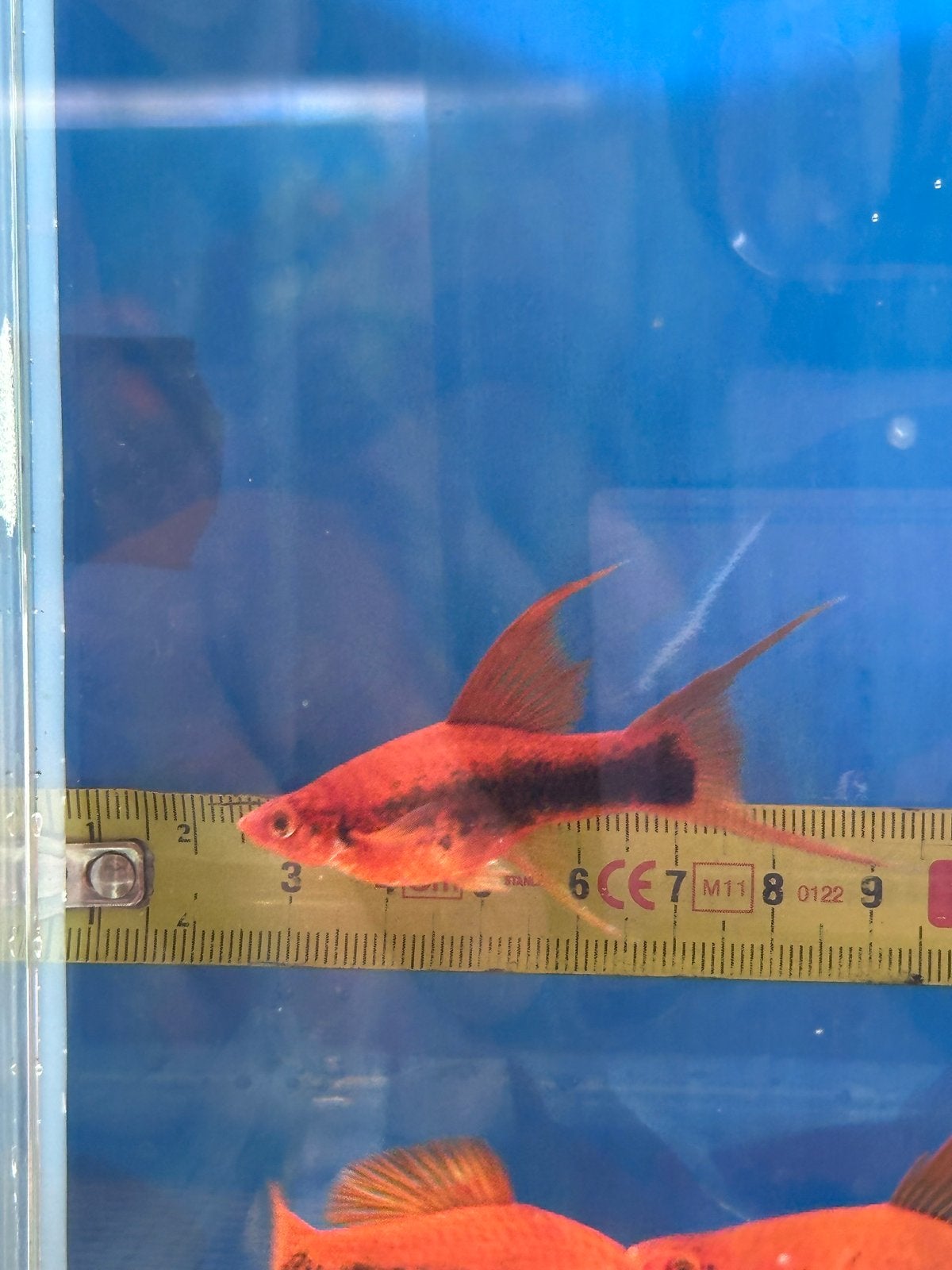 Tuxedo Zwaarddragers (Xiphophorus hellerii) – eigen kweek, Dieren en Toebehoren, Vis