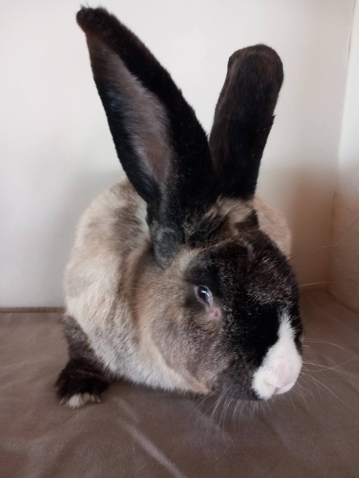 Duitse reus, Mannelijk, Groot, 0 tot 2 jaar