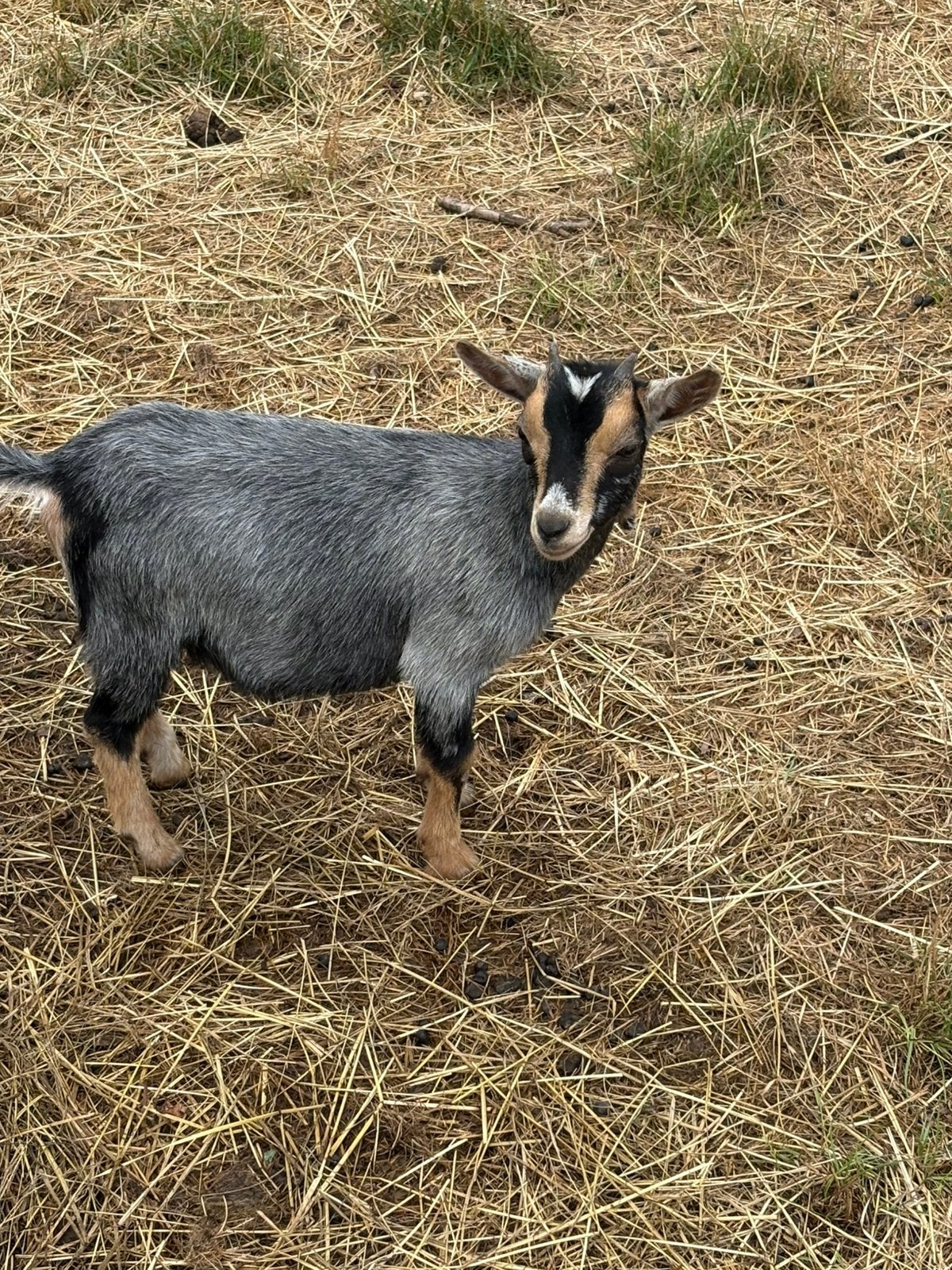 Tk dwerggeitje blauw en Tan, Dieren en Toebehoren, Schapen, Geiten en Varkens, Meerdere dieren, Geit