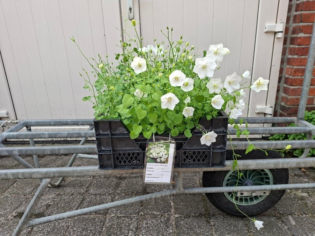 Mooie Campanula carpatica 'Alba' (Klokje) in pot!, Tuin en Terras, Ophalen, Vaste plant, Overige soorten, Volle zon