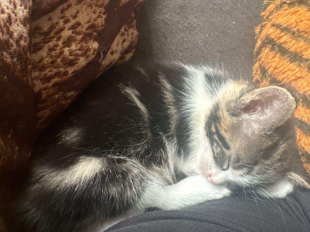 Wij hebben prachtige lieve sociale kittens, Dieren en Toebehoren, Meerdere dieren, Langharig, 0 tot 2 jaar
