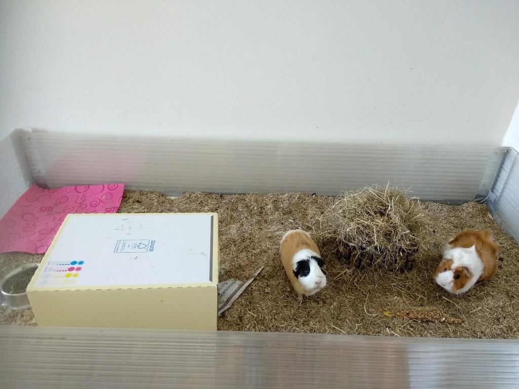 Caviatafel hok kooi, Ophalen, 90 cm of meer, Hok, Cavia