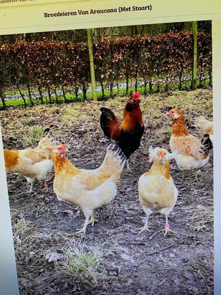 Te koop broedeieren acaurana tarwe groenleggers, Dieren en Toebehoren, Pluimvee, Geslacht onbekend, Kip