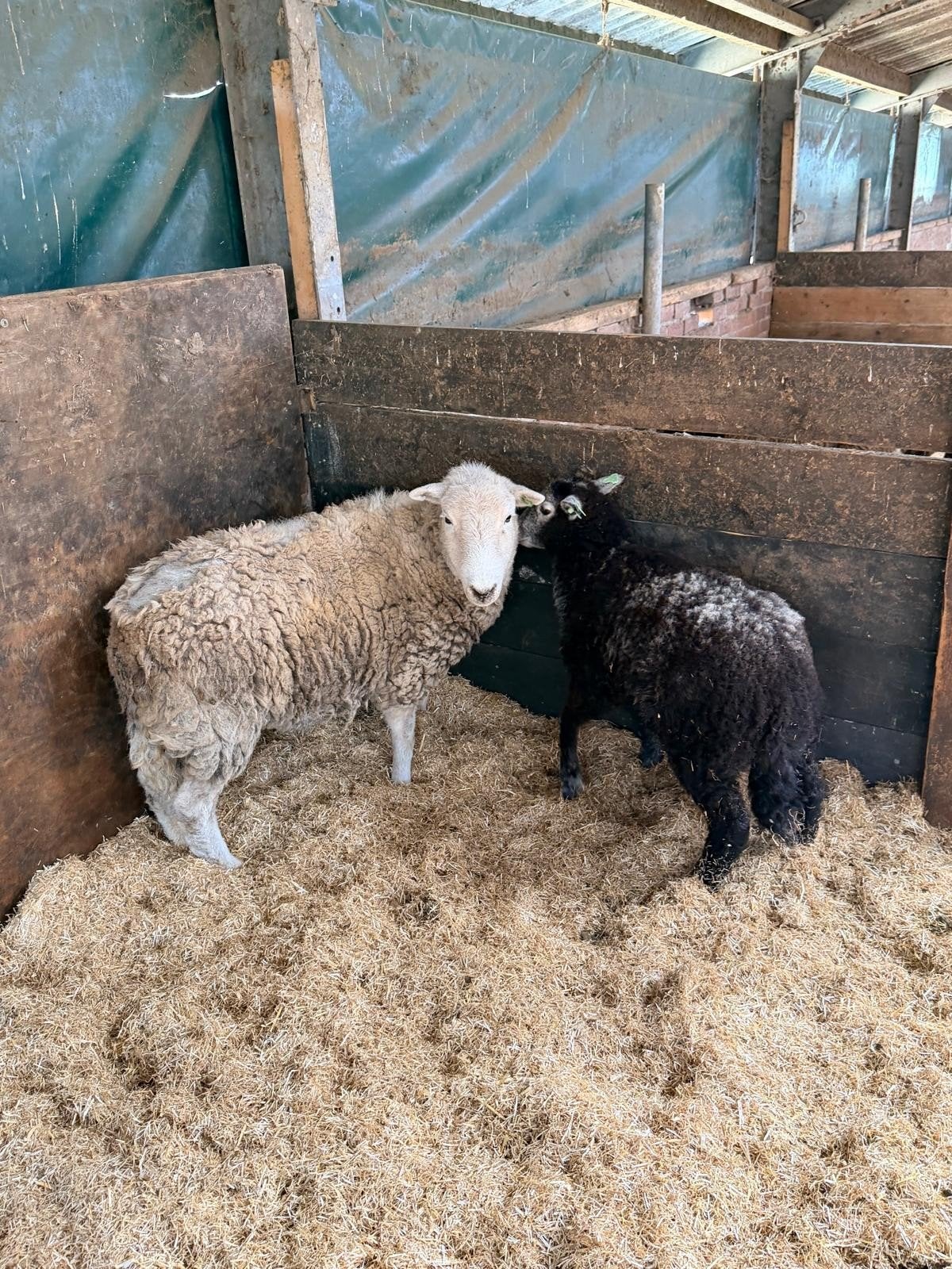 herdwick ooi met ooilam, Dieren en Toebehoren, Schapen, Geiten en Varkens, Vrouwelijk, Schaap