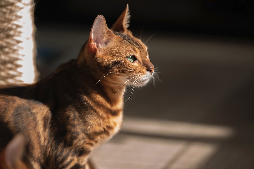 Raszuivere Bengaalse poes zoekt gouden mandje, Dieren en Toebehoren, Katten en Kittens | Raskatten | Korthaar, Poes, Met stamboom