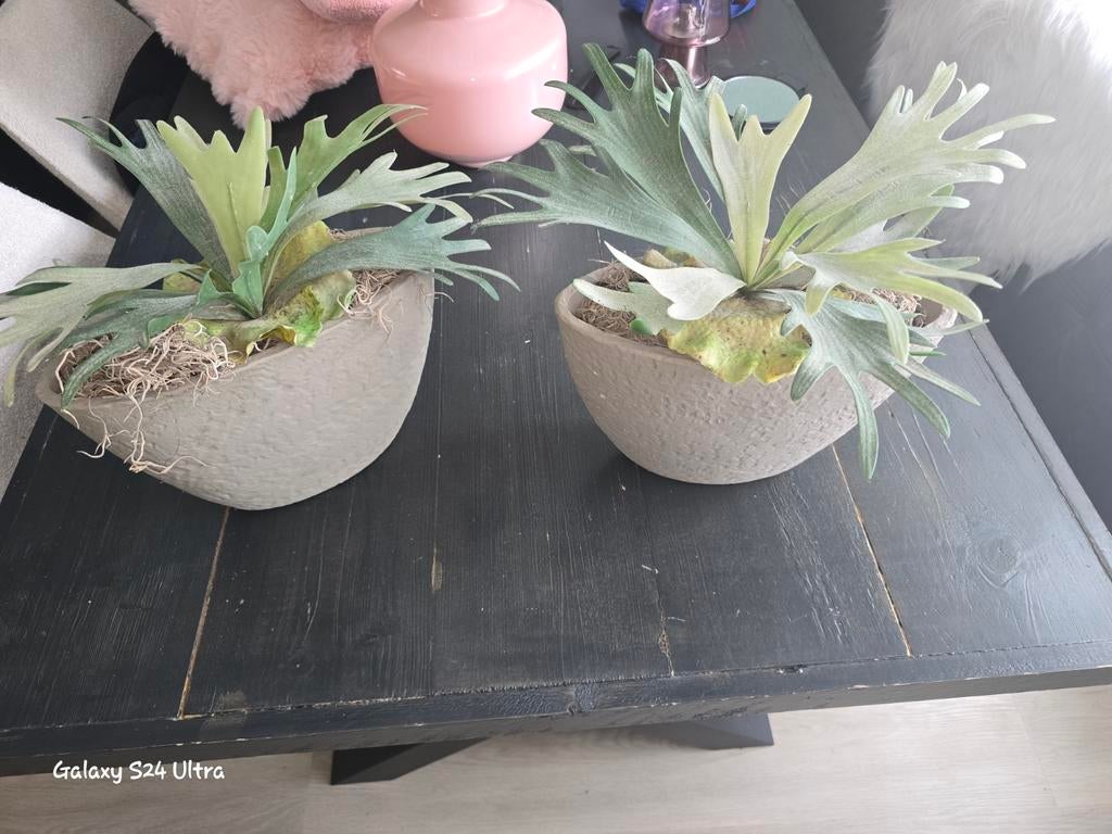 2 bloempotten met kunst hertshoorn, Ophalen of Verzenden
