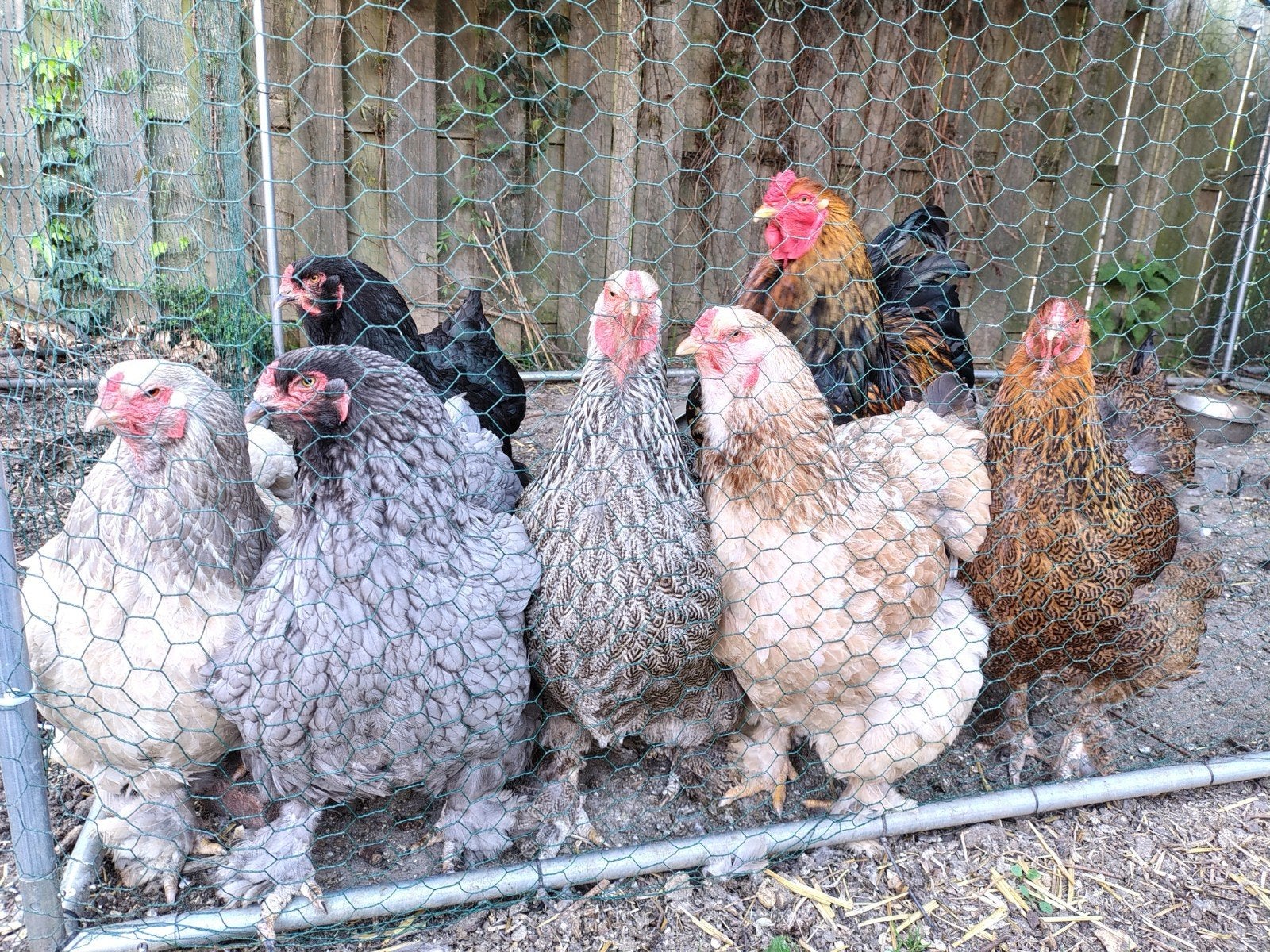 Zeer tamme toom Brahma kippen 7 hennen 1 haan, Meerdere dieren, Kip