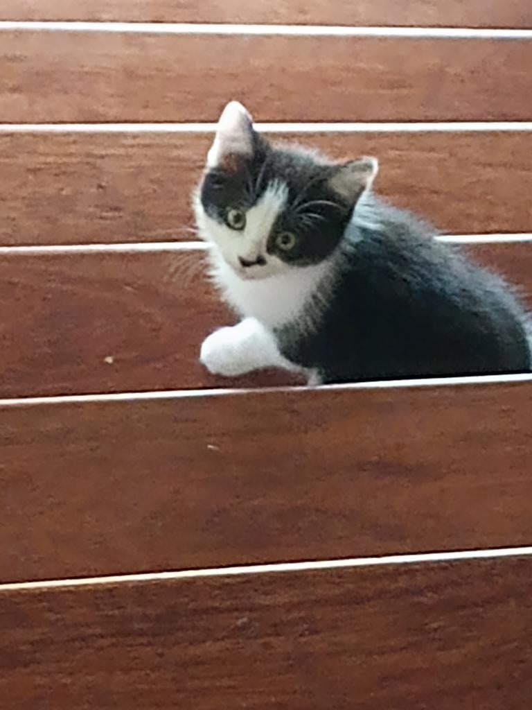 Jonge kittens zoeken nieuwe woning, Meerdere dieren, 0 tot 2 jaar