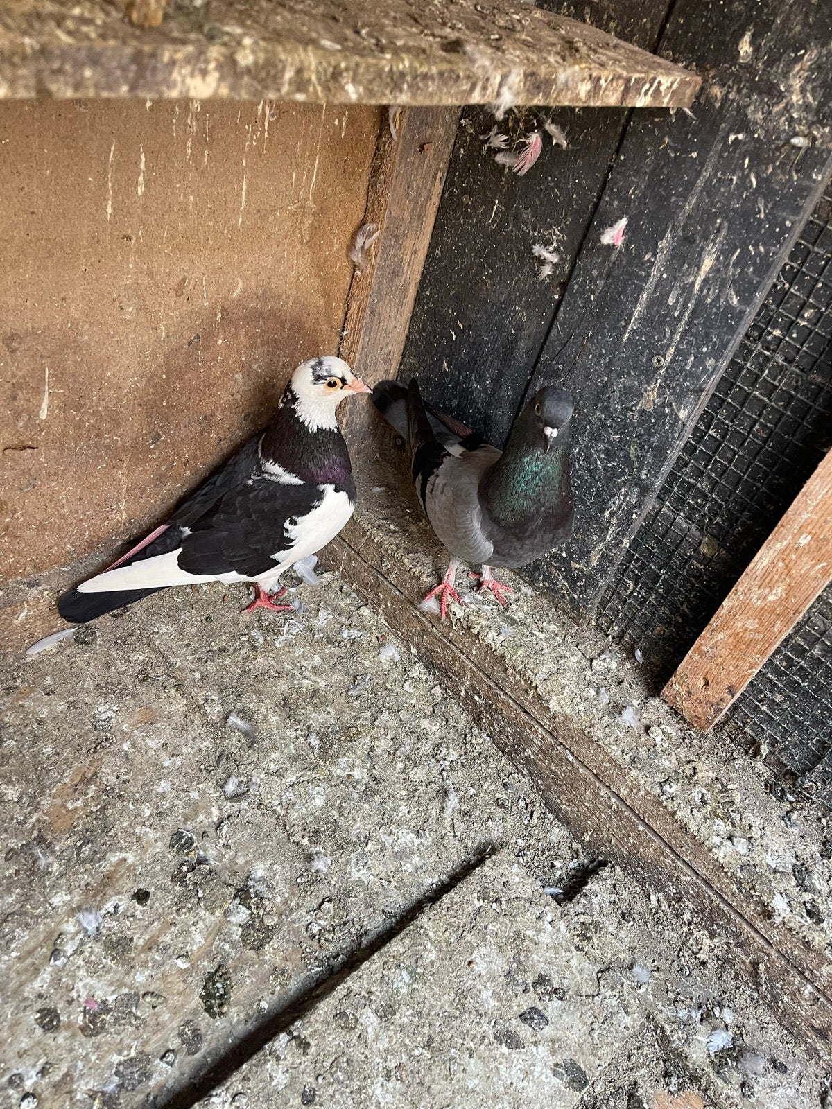 2 koppels rollen in vliegtuigen 20 euro, Dieren en Toebehoren, Vogels | Duiven, Meerdere dieren, Overige soorten