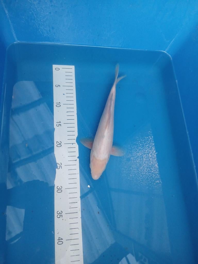 Euro koi beige witte koi 28 cm, Dieren en Toebehoren, Vissen | Vijvervissen, Karper of Koi