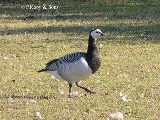 Brandganzen, Dieren en Toebehoren, Meerdere dieren, Gans of Zwaan