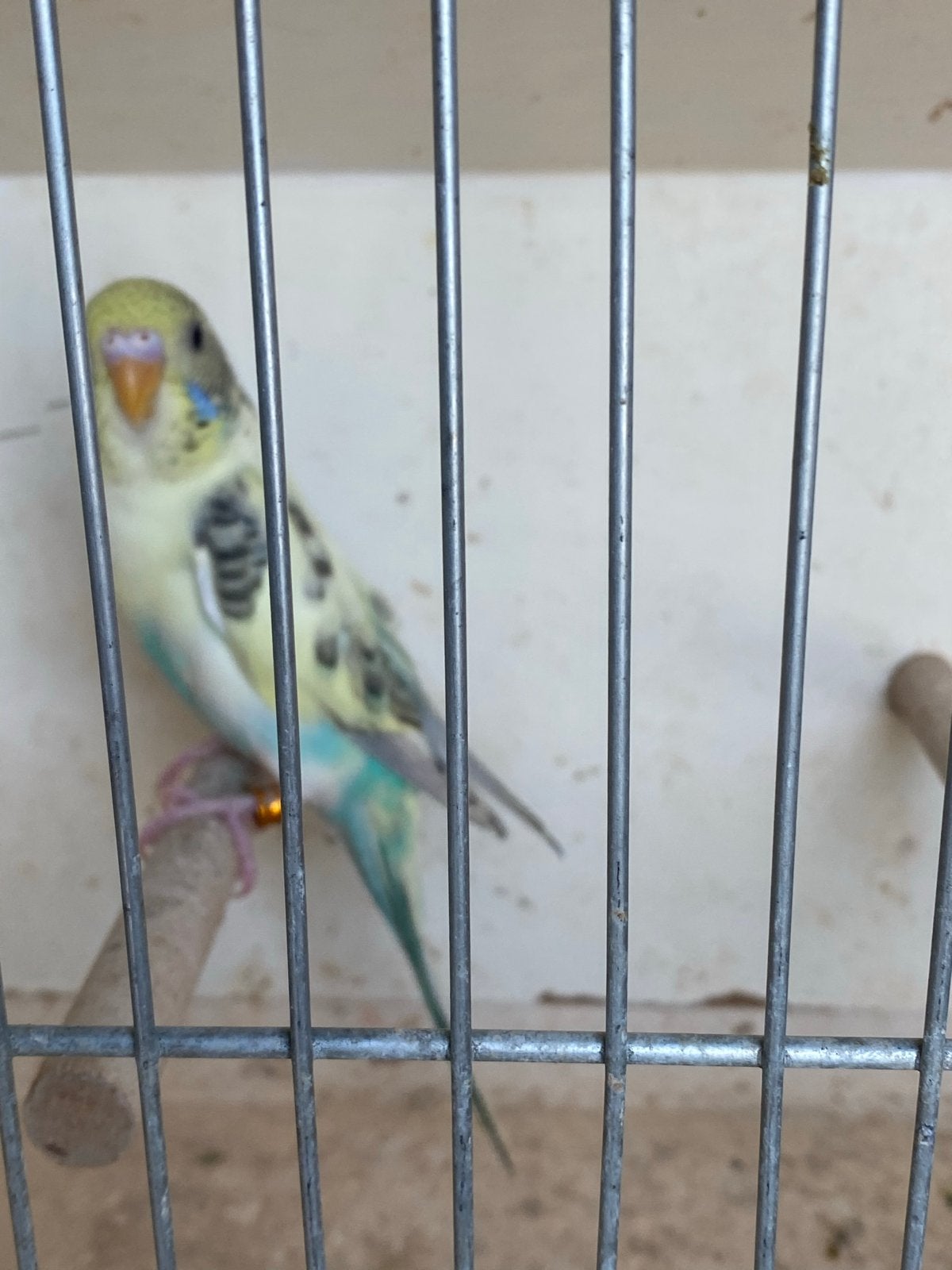 Jongen grasparkiet, Dieren en Toebehoren, Vogels | Parkieten en Papegaaien, Geslacht onbekend, Parkiet